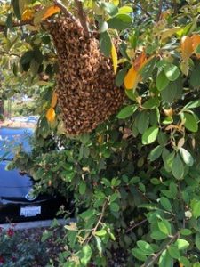 swarm of bees in a tree