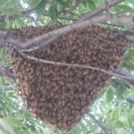 swarm of bees in a tree