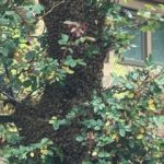 swarm of bees in tree
