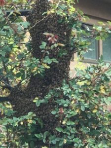 swarm of bees in tree