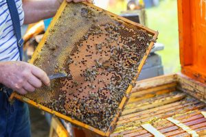 beehive in my backyard