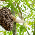 remove beehive and bees in tree