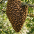 bee swarm in a tree at a park in san jose