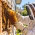 beekeeper taking a beehive out of the wall of a home